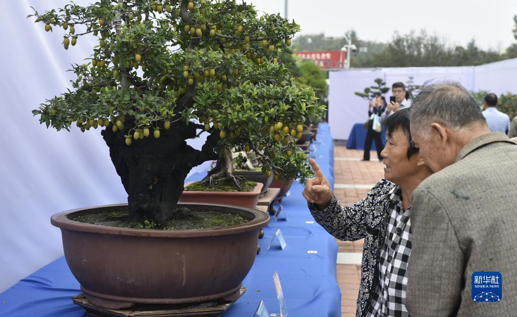 金万城娱乐
